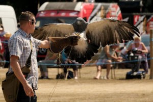 Falconry at Pembroke Castle